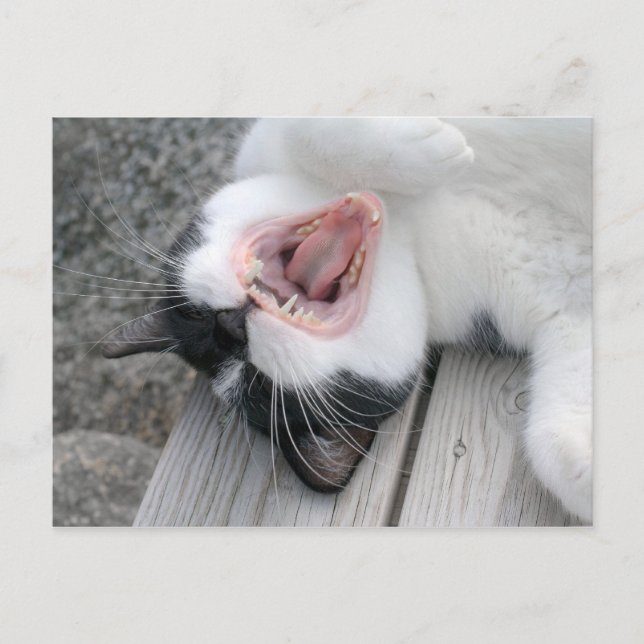 Carulmare Cat Yawn CC0379 Carte postale (Devant)
