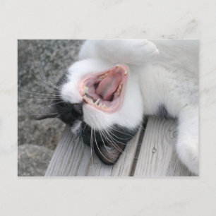Carulmare Cat Yawn CC0379 Postcard