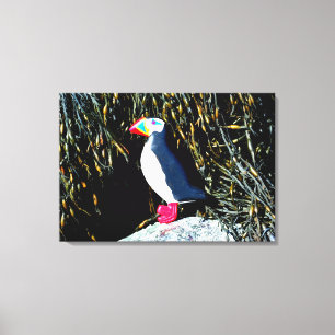 carved atlantic puffin wrapped canvas