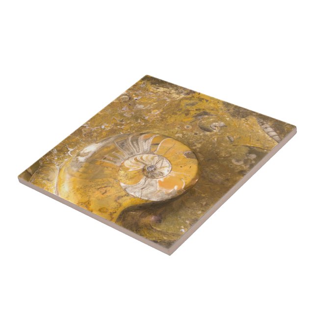 Carved Bowl Made of Fossils in Rock Closeup Photo Tile (Side)