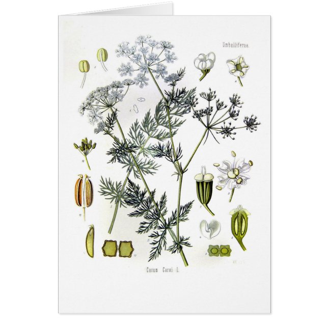 Carvi de Carum (cumin) (Devant)