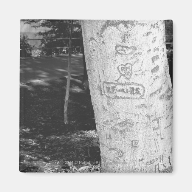 Carving on birch tree trunk B&W Magnet (Front)