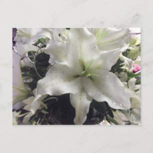Casablanca Lily Postcard