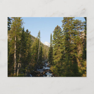 Cascade Creek at Grand Teton Postcard