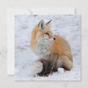 Cascade Fox in Snow Holiday Card