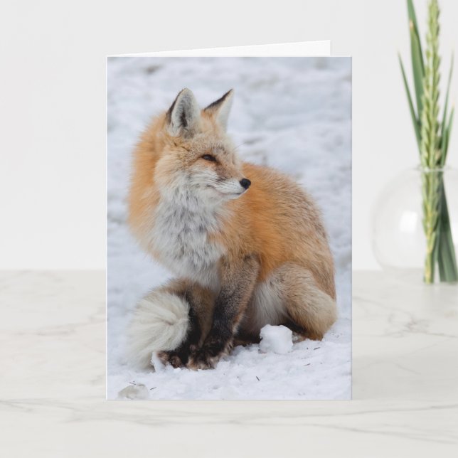 Cascade Fox in Snow Holiday Card (Front)
