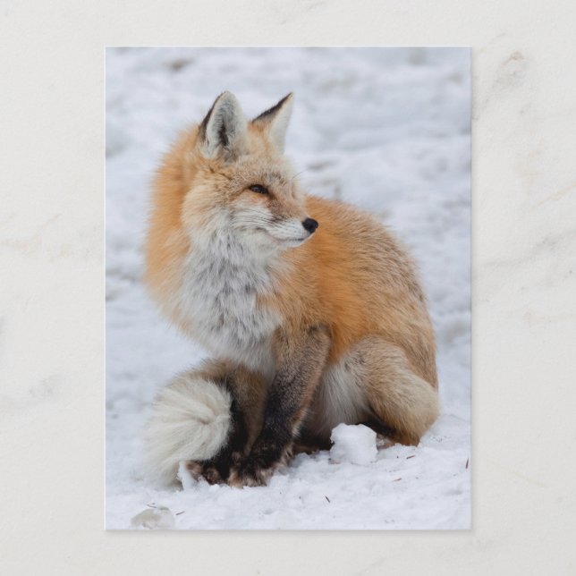 Cascade Fox in Snow Holiday Postcard (Front)