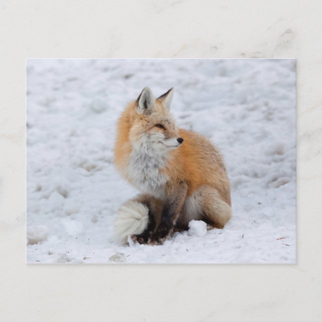 Cascade Fox in Snow Holiday Postcard (Front)