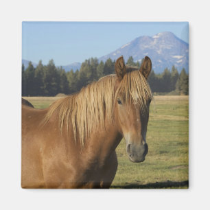 Cascade Range Chestnut Horse Magnet