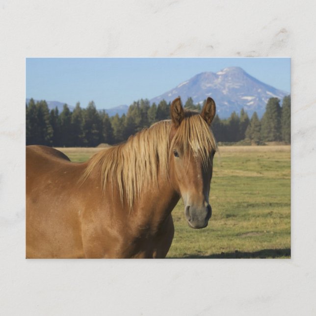 Cascade Range | Chestnut Horse Postcard (Front)