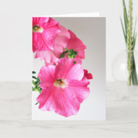 Cascading Pink Petunias