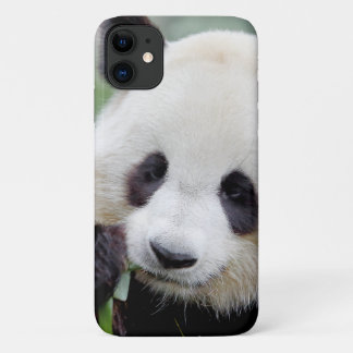 Case Photo giant panda, panda geant , animals.