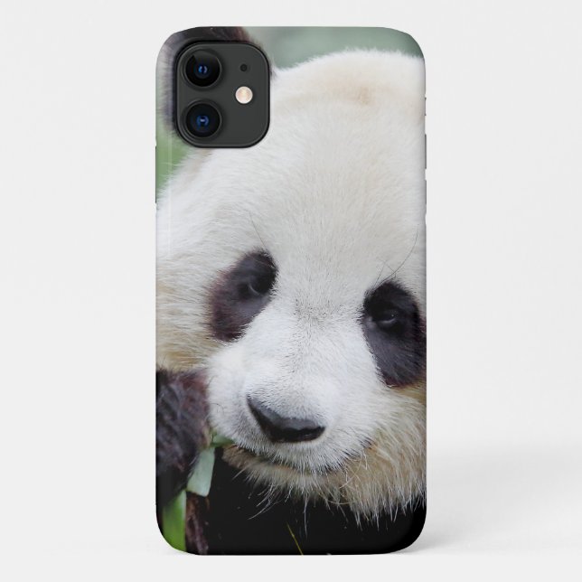 Case Photo giant panda, panda geant , animals. (Back)