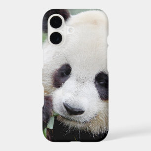 Case Photo giant panda, panda geant , animals.