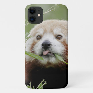 Case Photo red panda, panda roux , animals.