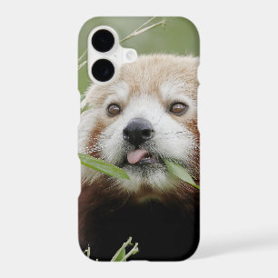 Case Photo red panda, panda roux , animals.