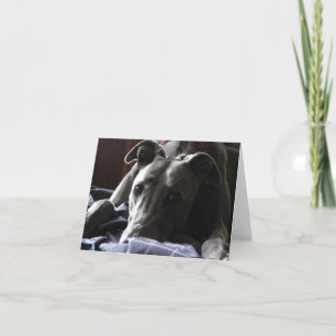 Casey the greyhound card