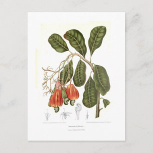Cashew Postcard