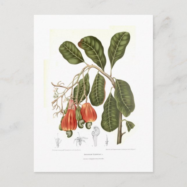 Cashew Postcard (Front)