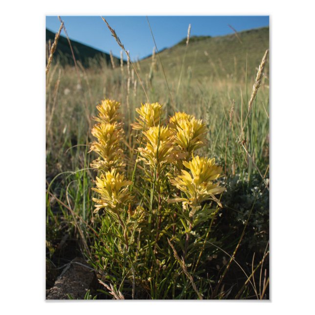 Casper Mountain Yellow Paintbrush - Casper WY Photo Print (Front)