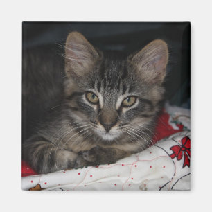 Caspian Cozy Christmas Magnet