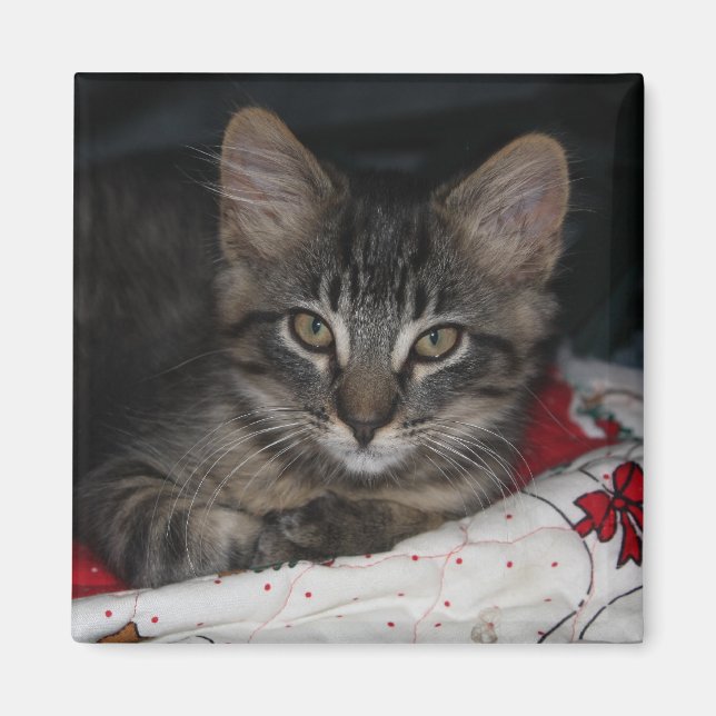 Caspian Cozy Christmas Magnet (Front)
