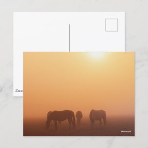 Caspian Ponies Grazing In Mist Sunrise Postcard