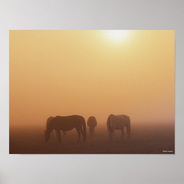 Caspian Ponies Grazing In Mist Sunrise Poster (Front)