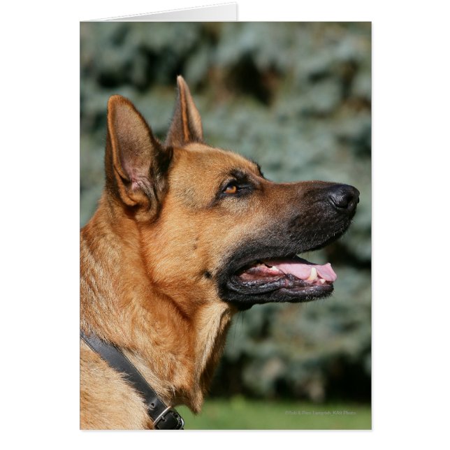 Casque berger allemand 1 (Devant)