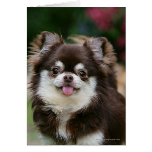 Casque long Haired Chihuahua 1