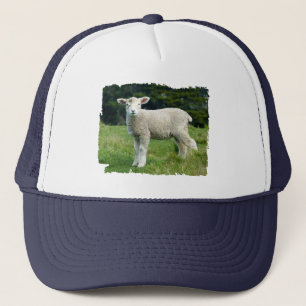 Casquette Agneau à mouton mou boueux dans une prairie