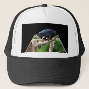 Casquette Binturong debout sur une rambarde en bois,