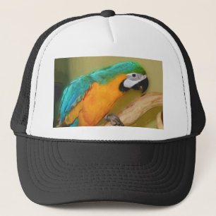 Casquette bleu de peinture de perroquet d'ara d'or