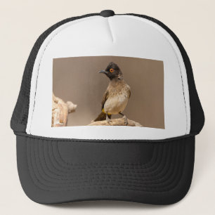 Casquette Bulbul À Oeil Rouge Africain