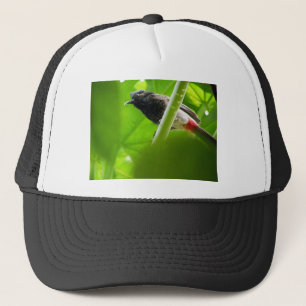 Casquette Bulbul Rouge-exhalé (cafer de Pycnonotus)