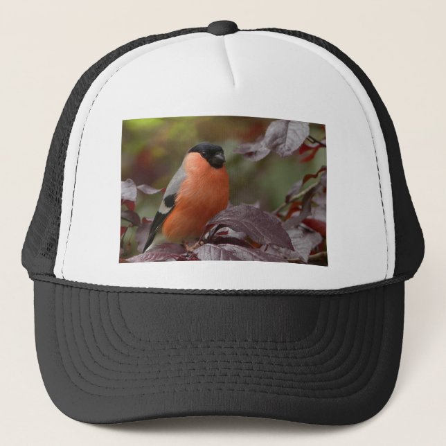 Casquette Bull Finch (Devant)