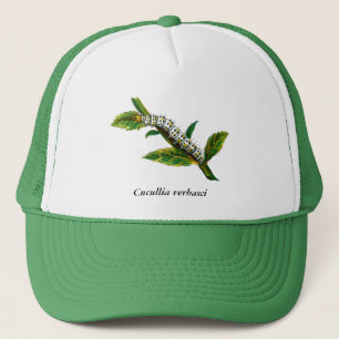 Casquette chenille de Cucullia verbasci