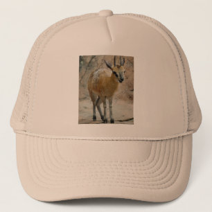 Casquette Chèvres sauvages
