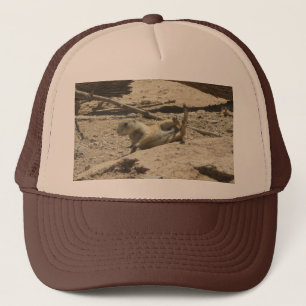 Casquette Chien de prairie en baisse