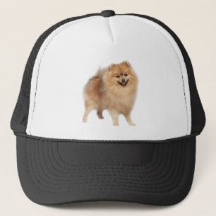 Casquette Chien Poméranien animal animal animal de compagnie