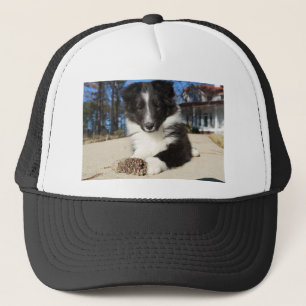 Casquette chiot noir et blanc de SHP de shet