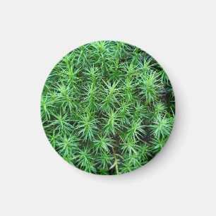 Casquette de cheveux Juniper Magnet
