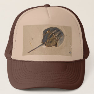 Casquette de crabe en fer à cheval