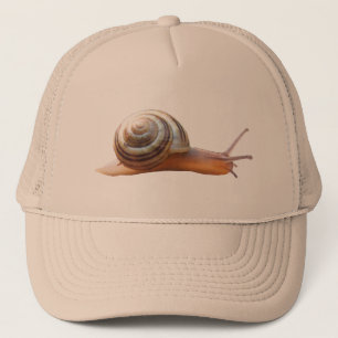 Casquette de ~ d'escargot