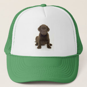 Casquette de Labrador de chocolat