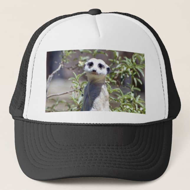 Casquette de Meerkat (Devant)