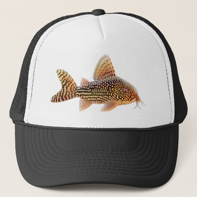 Casquette de poisson-chat de Corydoras Sterbai (Devant)