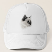 casquette de ragdoll