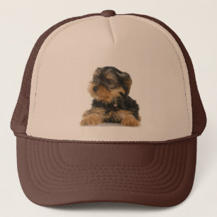 Casquette de Yorkshire Terrier