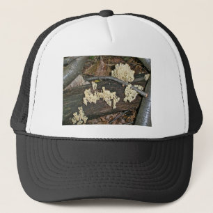Casquette Éléments de coordination du champignon corallien